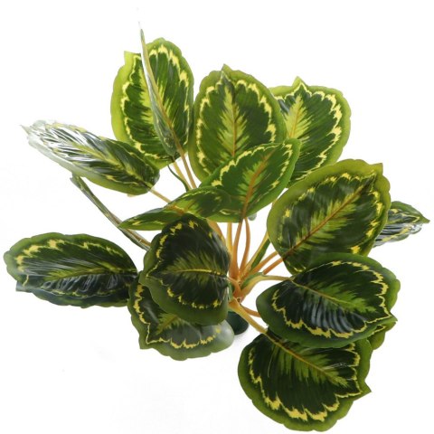Bello Plant - Calathea Multi - roślina XXL do obrazów 3D