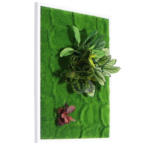 Bello Plant - Calathea Multi - roślina XXL do obrazów 3D