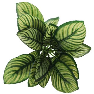Bello Plant - Zebra White Galaxy - roślina XXL do obrazów 3D
