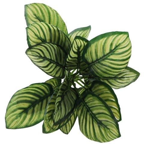 Bello Plant - Zebra White Galaxy - roślina XXL do obrazów 3D