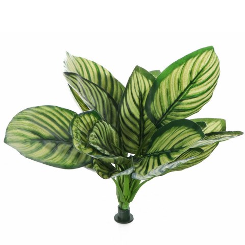 Bello Plant - Zebra White Galaxy - roślina XXL do obrazów 3D