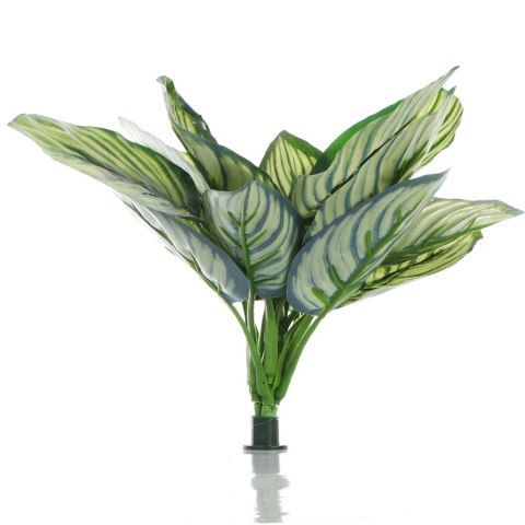 Bello Plant - Zebra White Galaxy - roślina XXL do obrazów 3D