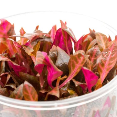 Eco Plant - Alternanthera Rosanervig - invitro mały kubek Eco Plant - Alternanthera Rosanervig - invitro mały kubek