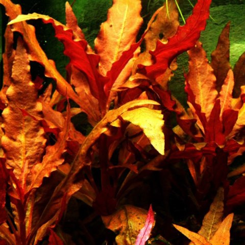 Eco Plant - Alternanthera Splendida "Orange"- invitro mały kubek Eco Plant - Alternanthera Splendida "Orange"- invitro mały kubek