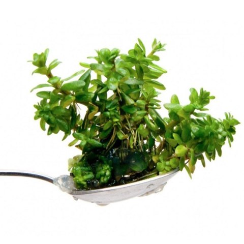 Eco Plant - Ammania Bonsai - roślina invitro mały kubek Eco Plant - Ammania Bonsai - roślina invitro mały kubek