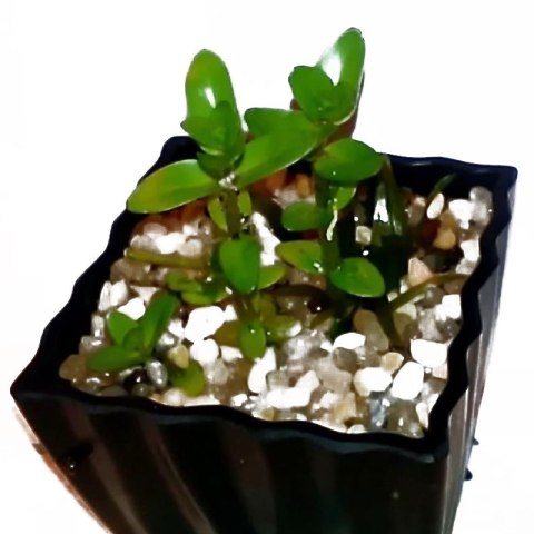 Eco Plant - Ammania Bonsai - roślina invitro mały kubek Eco Plant - Ammania Bonsai - roślina invitro mały kubek