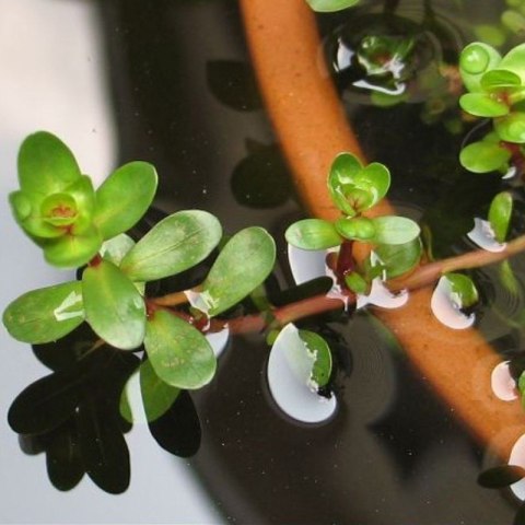 Eco Plant - Ammania Bonsai - roślina invitro mały kubek Eco Plant - Ammania Bonsai - roślina invitro mały kubek