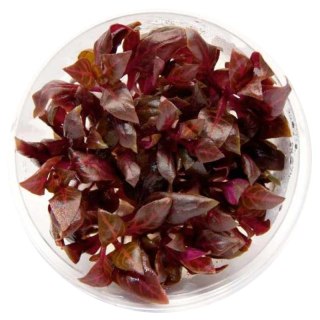 Eco Plant - Ammania gracilis - roślina invitro mały kubek