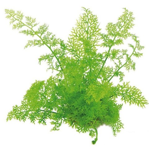Eco Plant - Ceratopteris Thalictroides Fein - Invitro mały kubek Eco Plant - Ceratopteris Thalictroides Fein - Invitro mały kubek