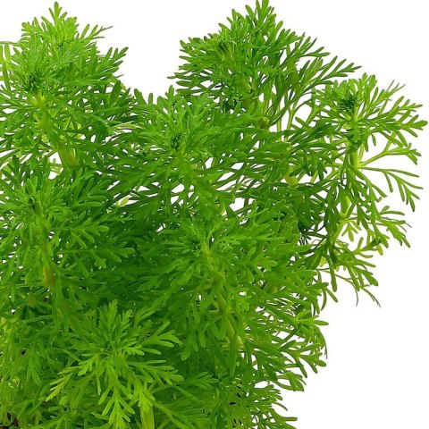 Eco Plant - Ceratopteris Thalictroides Fein - Invitro mały kubek Eco Plant - Ceratopteris Thalictroides Fein - Invitro mały kubek
