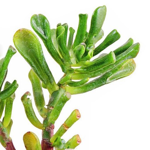 Eco Plant - Crassula Helmsii - InVitro mały kubek Eco Plant - Crassula Helmsii - InVitro mały kubek