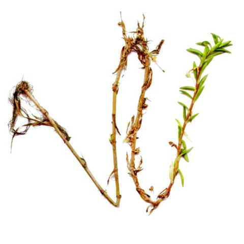 Eco Plant - Crassula Helmsii - InVitro mały kubek Eco Plant - Crassula Helmsii - InVitro mały kubek