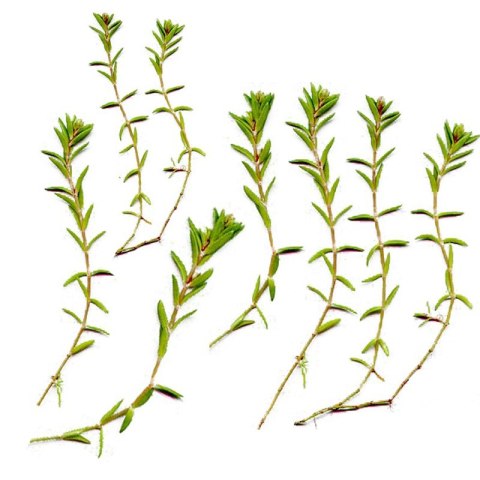Eco Plant - Crassula Helmsii - InVitro mały kubek Eco Plant - Crassula Helmsii - InVitro mały kubek