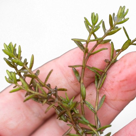 Eco Plant - Crassula Helmsii - InVitro mały kubek Eco Plant - Crassula Helmsii - InVitro mały kubek