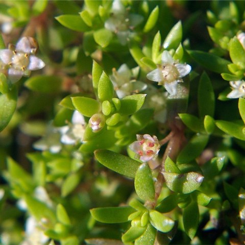 Eco Plant - Crassula Helmsii - InVitro mały kubek Eco Plant - Crassula Helmsii - InVitro mały kubek
