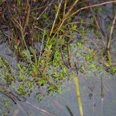 Eco Plant - Crassula Helmsii - InVitro mały kubek Eco Plant - Crassula Helmsii - InVitro mały kubek