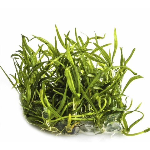 Eco Plant - Echinodorus Magdalensis - InVitro mały kubek Eco Plant - Echinodorus Magdalensis - InVitro mały kubek
