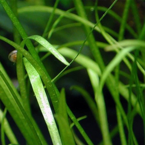 Eco Plant - Echinodorus Magdalensis - InVitro mały kubek Eco Plant - Echinodorus Magdalensis - InVitro mały kubek