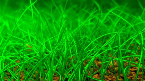 Eco Plant - Eleocharis Acicularis Mini - InVitro mały kubek Eco Plant - Eleocharis Acicularis Mini - InVitro mały kubek