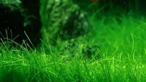 Eco Plant - Eleocharis Acicularis Mini - InVitro mały kubek Eco Plant - Eleocharis Acicularis Mini - InVitro mały kubek