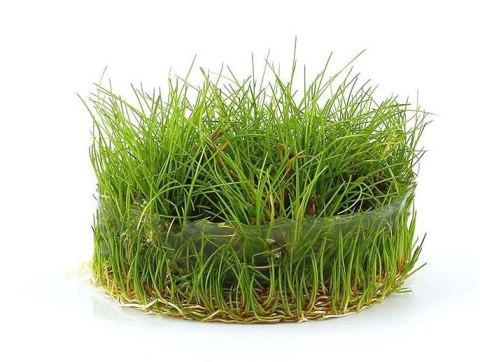 Eco Plant - Eleocharis Parvula - InVitro mały kubek Eco Plant - Eleocharis Parvula - InVitro mały kubek