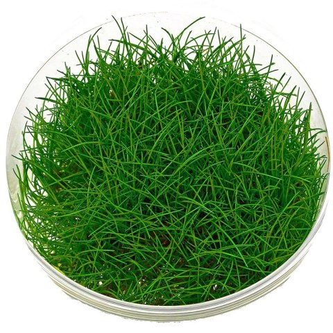 Eco Plant - Eleocharis Pusilla - Roślina InVitro mały kubek Eco Plant - Eleocharis Pusilla - Roślina InVitro mały kubek