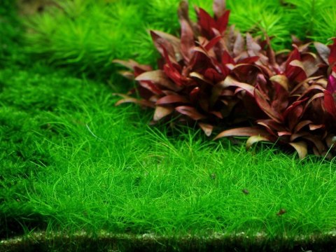 Eco Plant - Eleocharis Pusilla - Roślina InVitro mały kubek Eco Plant - Eleocharis Pusilla - Roślina InVitro mały kubek