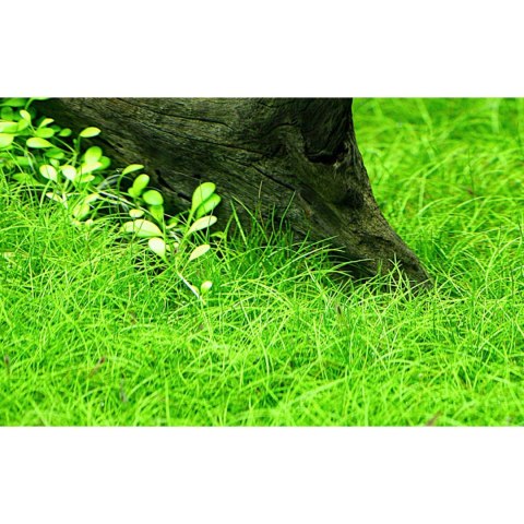 Eco Plant - Eleocharis Pusilla - Roślina InVitro mały kubek Eco Plant - Eleocharis Pusilla - Roślina InVitro mały kubek
