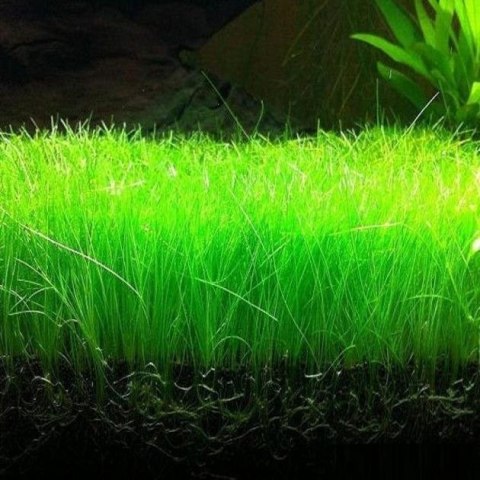Eco Plant - Eleocharis Pusilla - Roślina InVitro mały kubek Eco Plant - Eleocharis Pusilla - Roślina InVitro mały kubek