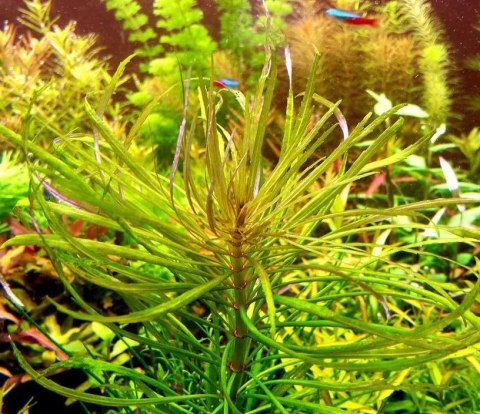Eco Plant - Eusteralis Stellata - roślina invitro mały kubek Eco Plant - Eusteralis Stellata - roślina invitro mały kubek