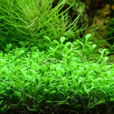 Eco Plant - Glossostigma Elatinoides - Roślina InVitro mały kubek Eco Plant - Glossostigma Elatinoides - Roślina InVitro mały kubek