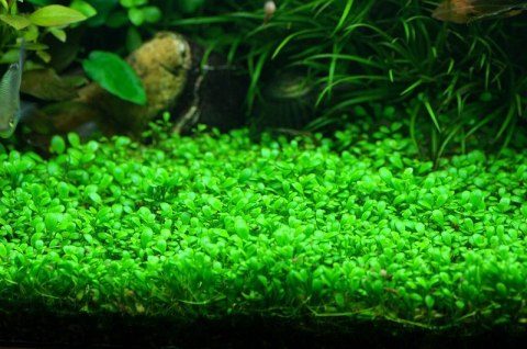 Eco Plant - Glossostigma Elatinoides - Roślina InVitro mały kubek Eco Plant - Glossostigma Elatinoides - Roślina InVitro mały kubek