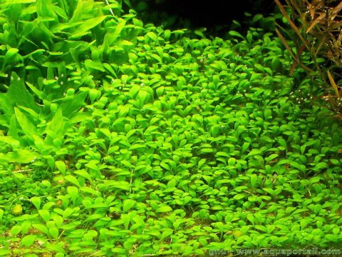 Eco Plant - Glossostigma Elatinoides - Roślina InVitro mały kubek Eco Plant - Glossostigma Elatinoides - Roślina InVitro mały kubek