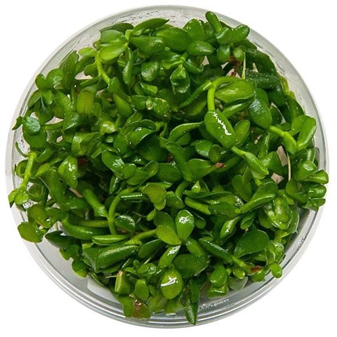 Eco Plant - Hedyotis Salzmanii - InVitro mały kubek Eco Plant - Hedyotis Salzmanii - InVitro mały kubek