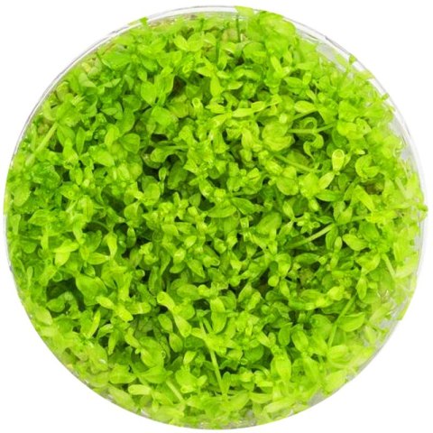 Eco Plant - Hemianthus Micranthemoides - InVitro mały kubek Eco Plant - Hemianthus Micranthemoides - InVitro mały kubek