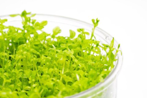 Eco Plant - Hemianthus Micranthemoides - InVitro mały kubek Eco Plant - Hemianthus Micranthemoides - InVitro mały kubek