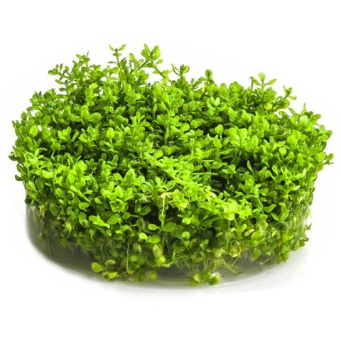 Eco Plant - Hemianthus Micranthemoides - InVitro mały kubek Eco Plant - Hemianthus Micranthemoides - InVitro mały kubek