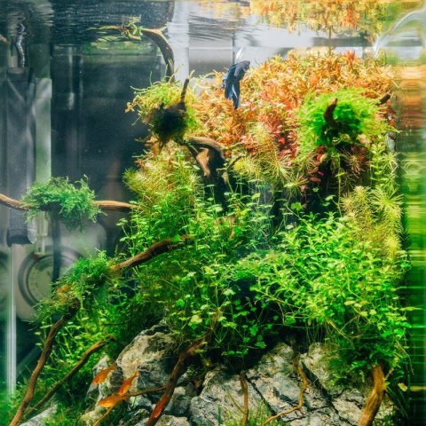 Eco Plant - Hemianthus Micranthemoides - InVitro mały kubek Eco Plant - Hemianthus Micranthemoides - InVitro mały kubek