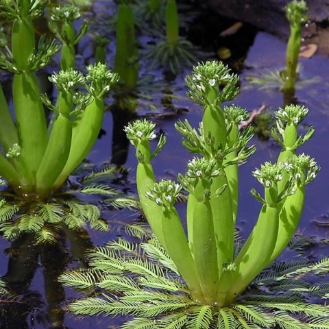 Eco Plant - Hottonia Inflata - Roślina invitro mały kubek Eco Plant - Hottonia Inflata - Roślina invitro mały kubek