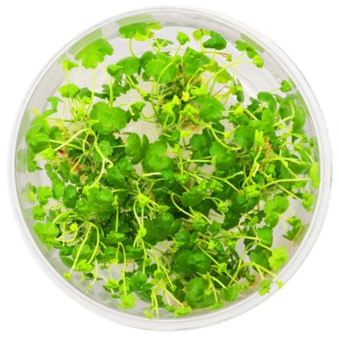 Eco Plant - Hydrocotyle Japan - Invitro mały kubek Eco Plant - Hydrocotyle Japan - Invitro mały kubek