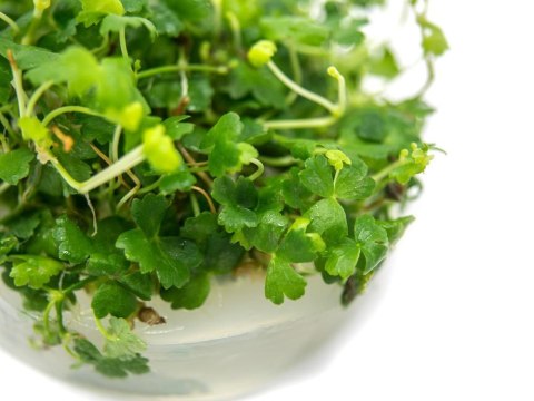 Eco Plant - Hydrocotyle Japan - Invitro mały kubek Eco Plant - Hydrocotyle Japan - Invitro mały kubek