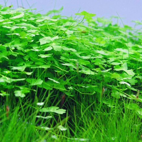 Eco Plant - Hydrocotyle Japan - Invitro mały kubek Eco Plant - Hydrocotyle Japan - Invitro mały kubek
