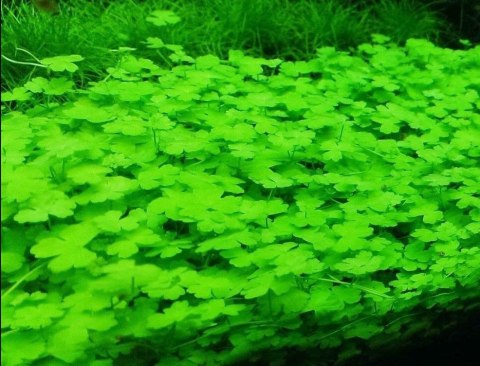 Eco Plant - Hydrocotyle Japan - Invitro mały kubek Eco Plant - Hydrocotyle Japan - Invitro mały kubek