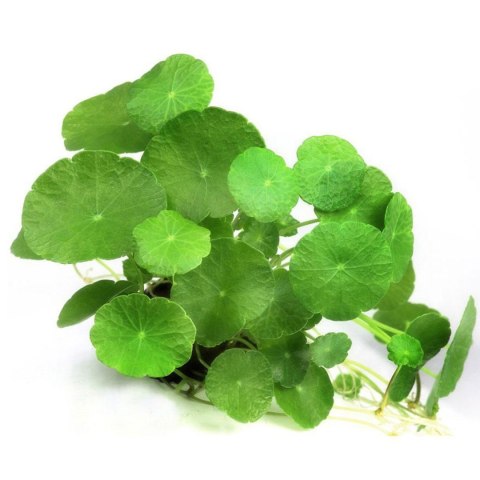 Eco Plant - Hydrocotyle verticillata - InVitro mały kubek Eco Plant - Hydrocotyle verticillata - InVitro mały kubek