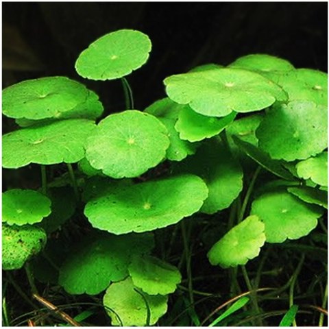 Eco Plant - Hydrocotyle verticillata - InVitro mały kubek Eco Plant - Hydrocotyle verticillata - InVitro mały kubek