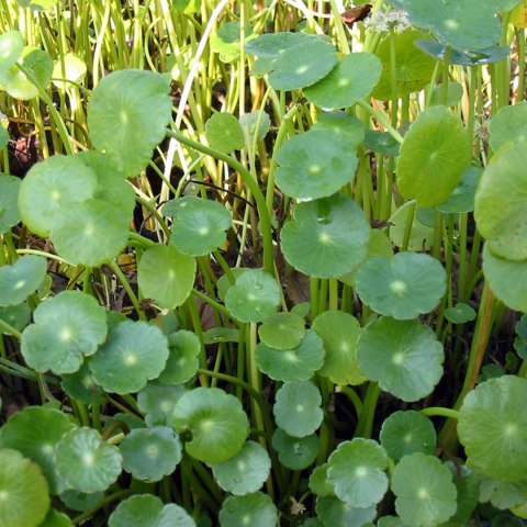 Eco Plant - Hydrocotyle verticillata - InVitro mały kubek Eco Plant - Hydrocotyle verticillata - InVitro mały kubek
