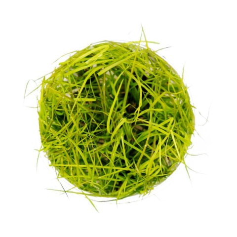 Eco Plant - Juncus Repens - InVitro mały kubek Eco Plant - Juncus Repens - InVitro mały kubek