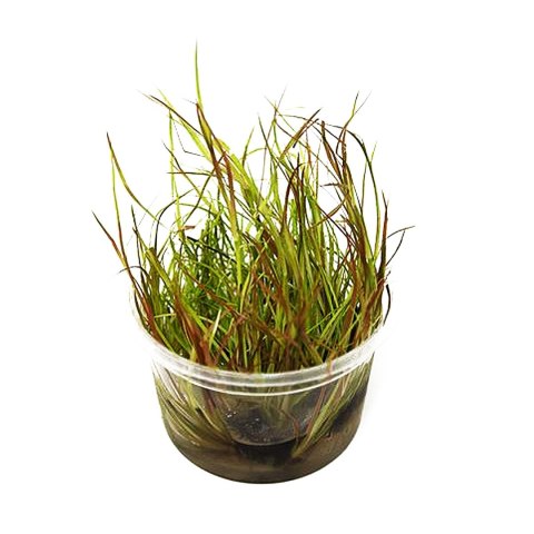 Eco Plant - Juncus Repens - InVitro mały kubek Eco Plant - Juncus Repens - InVitro mały kubek