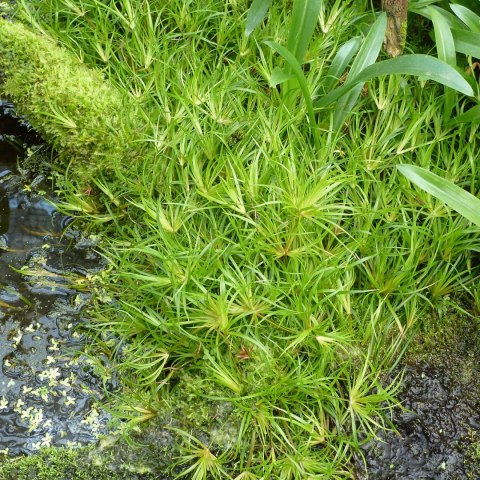 Eco Plant - Juncus Repens - InVitro mały kubek Eco Plant - Juncus Repens - InVitro mały kubek