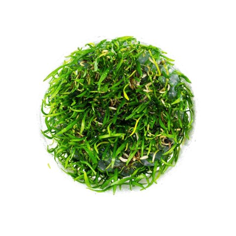 Eco Plant - Lilaeopsis Brasiliensis - InVitro mały kubek Eco Plant - Lilaeopsis Brasiliensis - InVitro mały kubek